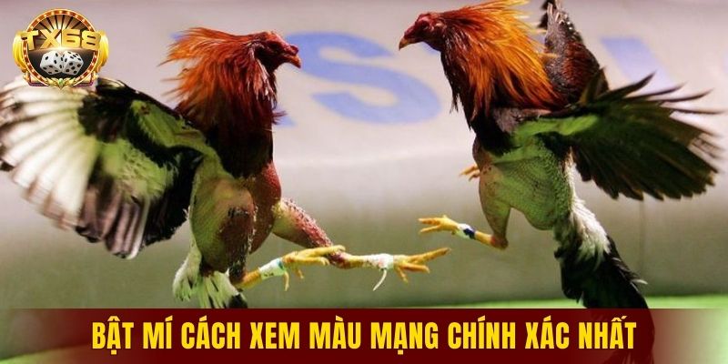 Bật mí cách xem màu mạng chính xác nhất