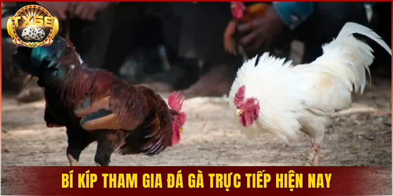 Bí kíp tham gia đá gà trực tiếp hiện nay