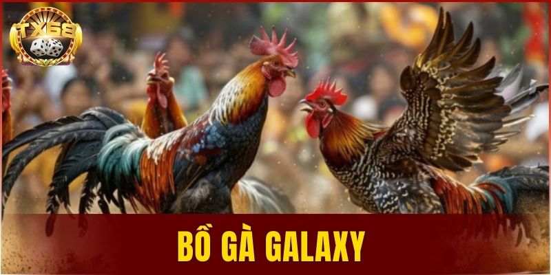 Bồ gà Galaxy