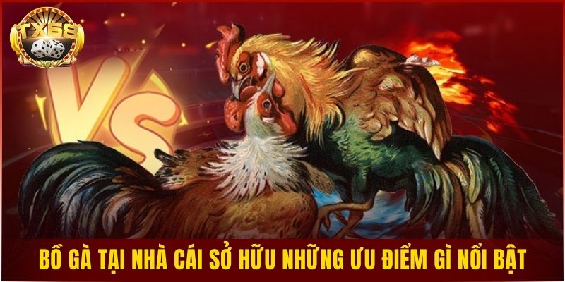 Bồ gà tại nhà cái sở hữu những ưu điểm gì nổi bật?