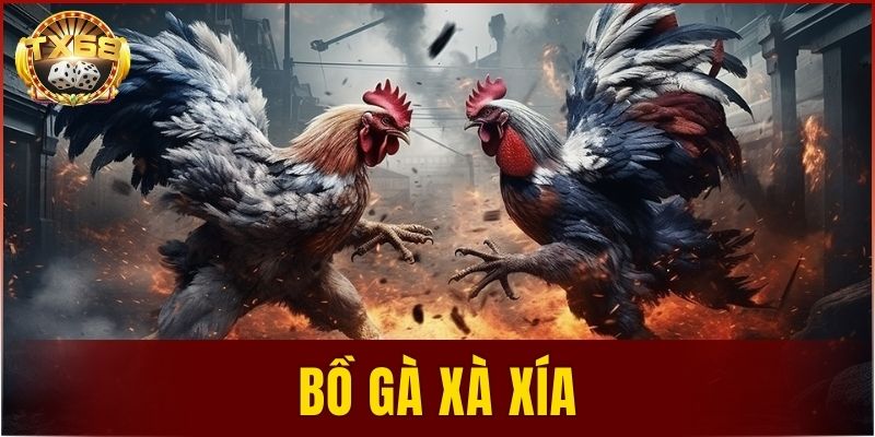 Bồ gà Xà Xía