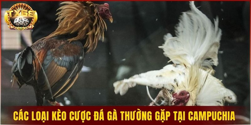 Tìm hiểu các loại kèo cược đá gà thường gặp tại campuchia