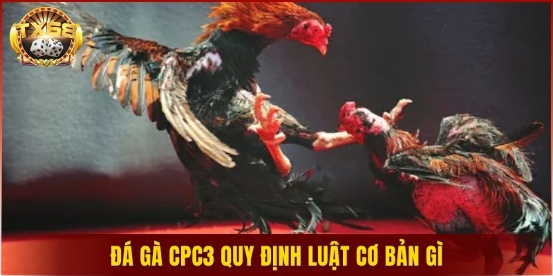 Đá gà CPC3 quy định luật cơ bản gì