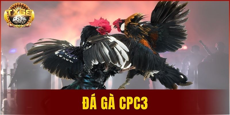 đá gà CPC3