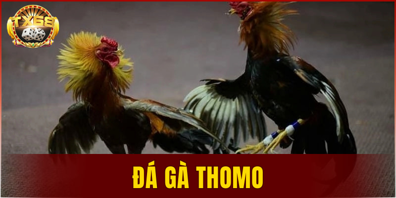 đá gà Thomo