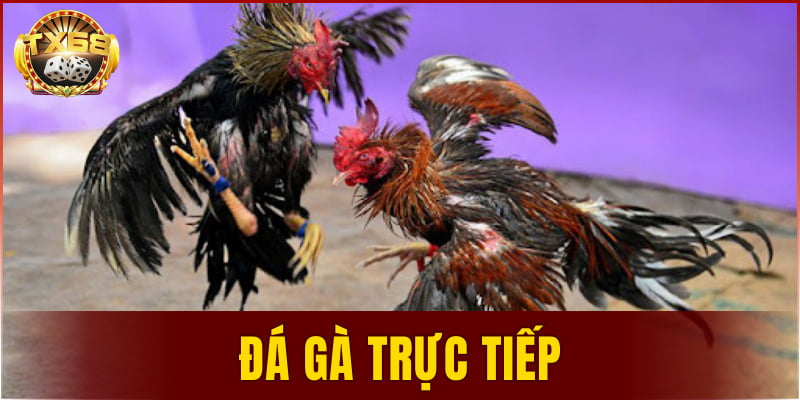 đá gà trực tiếp