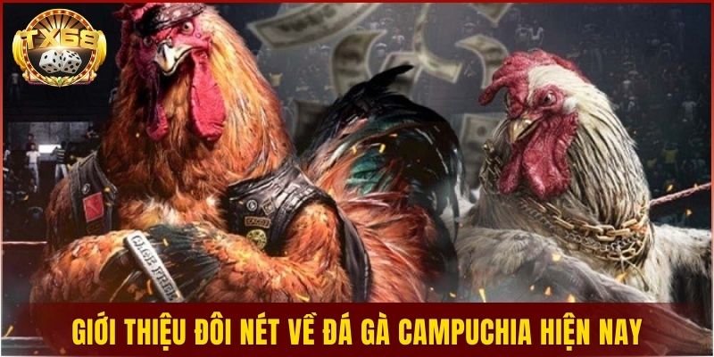 Giới thiệu đôi nét về đá gà campuchia hiện nay