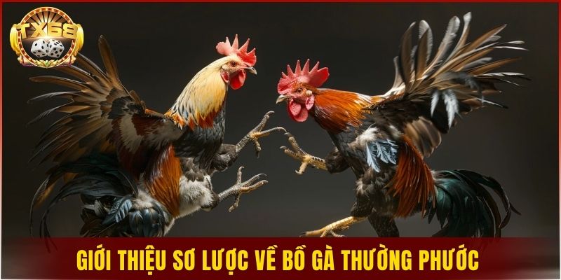 Giới thiệu sơ lược về bồ gà Thường Phước
