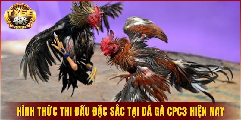 Hình thức thi đấu đặc sắc tại đá gà CPC3 hiện nay