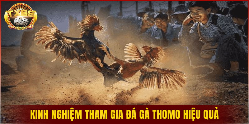 Kinh nghiệm tham gia đá gà Thomo hiệu quả