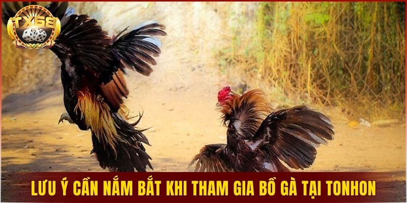 Lưu ý cần nắm bắt khi tham gia bồ gà tại Tonhon