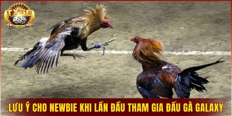 Lưu ý cho newbie khi lần đầu tham gia đấu gà Galaxy