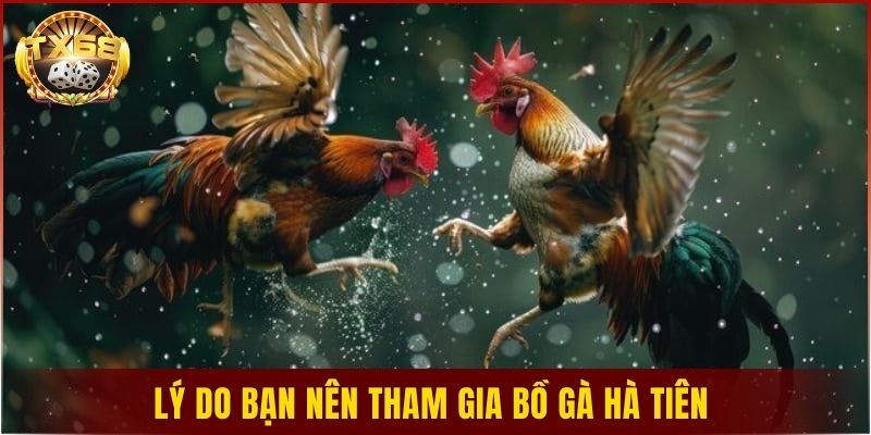 Lý do bạn nên tham gia bồ gà Hà Tiên