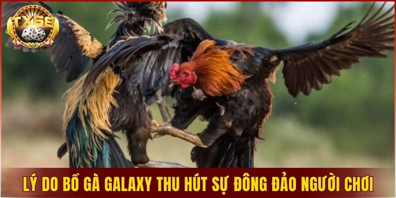 Lý do bồ gà Galaxy thu hút sự đông đảo người chơi?
