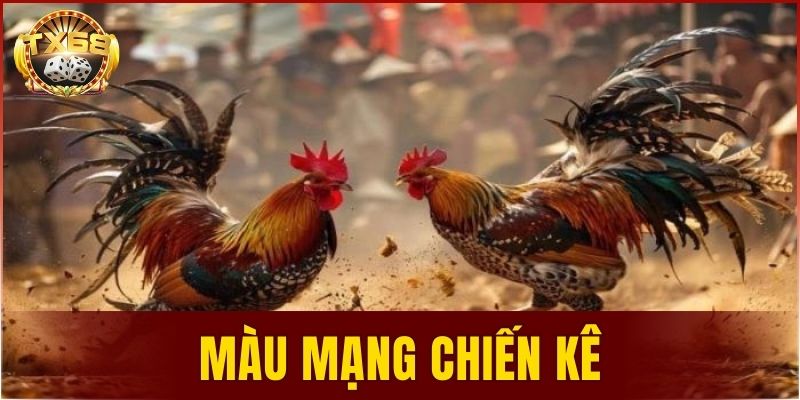 màu mạng chiến kê