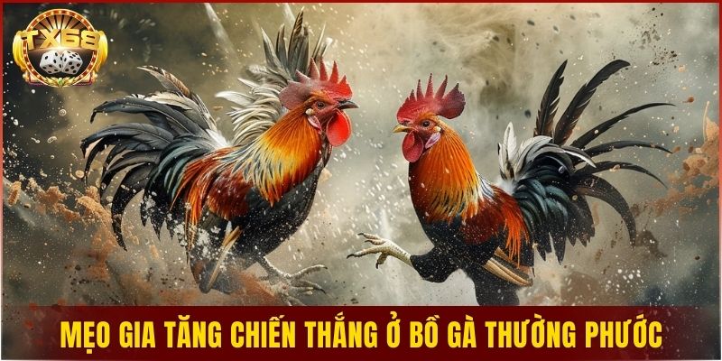 Mẹo gia tăng chiến thắng tại bồ gà Thường Phước