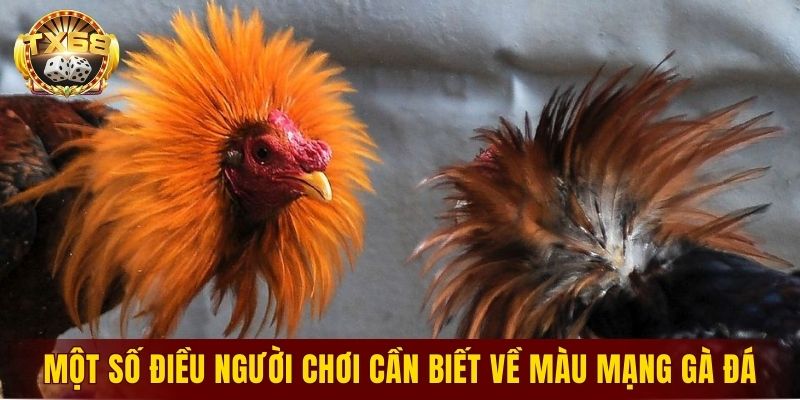 Một số điều người chơi cần biết về màu mạng gà đá