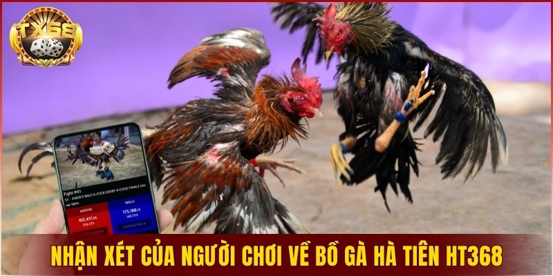 Nhận xét của người chơi ra sao về bồ gà Hà Tiên HT368