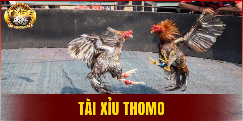 tài xỉu Thomo
