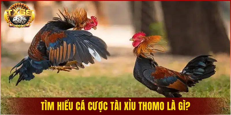 Tìm hiểu cá cược tài xỉu Thomo là gì?