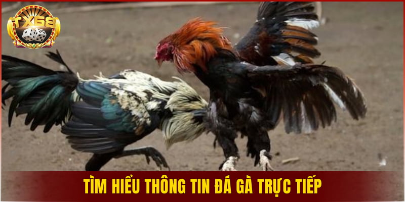 Tìm hiểu thông tin đá gà trực tiếp