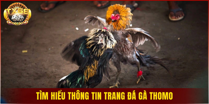 Tìm hiểu thông tin trang đá gà Thomo