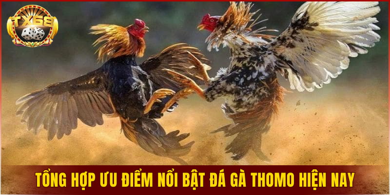Tổng hợp ưu điểm nổi bật đá gà Thomo hiện nay