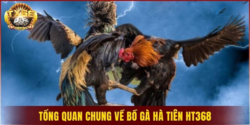 Tổng quan chung về bồ gà Hà Tiên HT368
