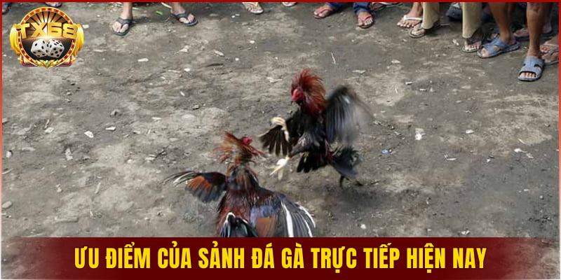 Ưu điểm của sảnh đá gà trực tiếp hiện nay