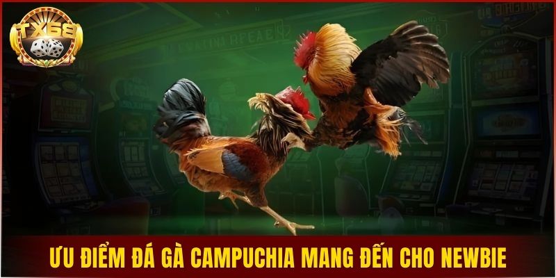 Ưu điểm nổi bật đá gà campuchia mang đến cho newbie
