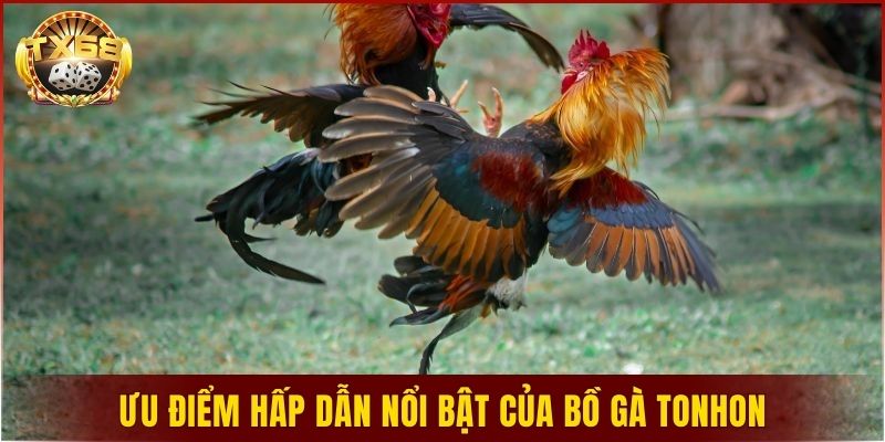 Ưu điểm hấp dẫn nổi bật của bồ gà Tonhon